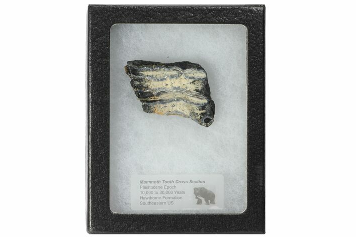 Mammoth Molar Slice With Case - South Carolina #99511